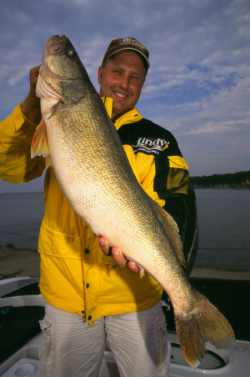 Huge Walleyes fall prey again to the Lindy Rig