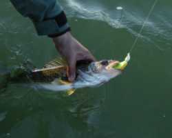 Another nice walleye comes to the boat