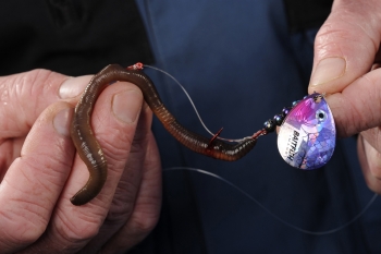 Meat and metal form a lethal alliance as a live bait spinner.